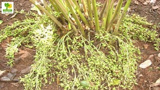 How to Make Money  Cardamom Farming with Low Investment and High Profit in Shade Abandoned Places [upl. by Dickenson]