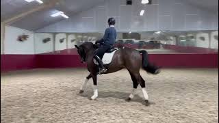 Winters Donna  Dutch Dressage Horse from Holland for Sale [upl. by Asirahc973]