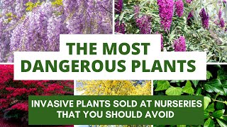 The Most Dangerous Plants You Should NEVER Buy from Nurseries [upl. by Hamer]