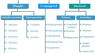 Simple proteinsAlbumins and their functions classification and structure  Globulin  Glutelin [upl. by Cortie445]