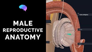 Male Reproductive Anatomy  3D Anatomy Tutorial  Narrated  UKMLA  CPSA [upl. by Rovelli]