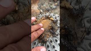 Copiapoa haseltoniana cultivation and habitat 🤩🌵 [upl. by Sordnaxela553]