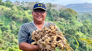 Contractor Nalugi Dati Marangyang Buhay Ngayon Nagdadamo nalang sa Farm  Paano mag Tanim ng Luya [upl. by Fredelia937]