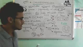 Chlorophyceae Green algae in detail [upl. by Riddle877]