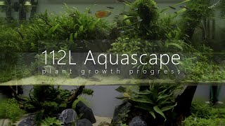 112L Aquascape Update 7 months after set up [upl. by Jamieson]