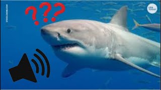 What Sound does a Shark Make [upl. by Nisbet]