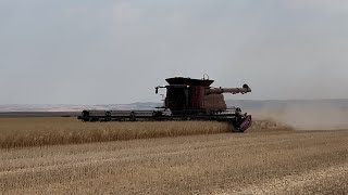 Harvesting Canola [upl. by Aneert204]