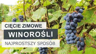 Jak przyciąć starszą winorośl Najprostszy sposób  Winogrona [upl. by Sabanrab430]