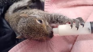 Syringe Feeding Baby Squirrel [upl. by Oigres877]