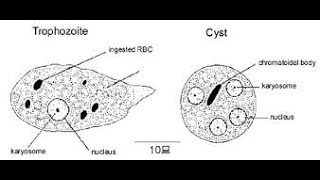 Trophozoite and Cyst of Entamoeba histolytica in LPCB mount [upl. by Cleaves]