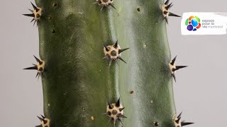 The convergent evolution of cacti and euphorbia [upl. by Arras]