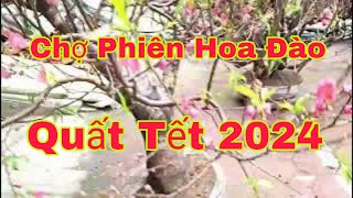 Chợ Phiên Tết 2024 Hà Nội  Đào Tết Đẹp Quất Đa Dạng Thế Đẹp Không Khí Tết Ngập Tràn Rồi [upl. by Ettenil]