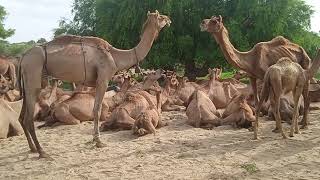 Camels group taking rest in hot desert areaمجموعة الجمال تأخذ قسطا من الراحةcamel animals thar [upl. by Namia]