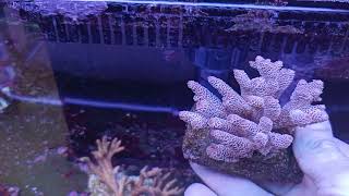 Acropora prostrata L Coral gandalf [upl. by Viradis]