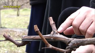 Pokaz cięcia winorośli w Winnicy Św Jakuba  dr Janusz Suszyna [upl. by Hnao250]