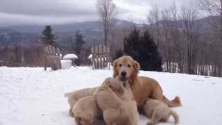 Butternut Goldens  Mother Playing With Her Pups [upl. by Iccir420]