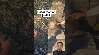 monyet jahil fypシ゚viral fypシ shortvideos [upl. by Dart]