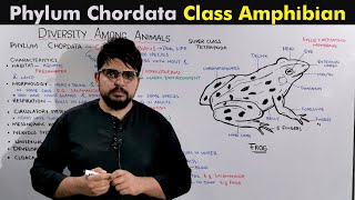 Class Amphibia Phyum Chordata kingdom animalia [upl. by Rosella]