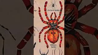 spider Daddy Long Legs Spider edit spiderman bug green golden insects love music [upl. by Orutra]