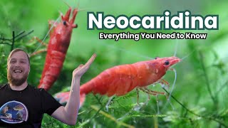 Neocaridina Shrimp  Everything You Need to Know [upl. by Kopple]