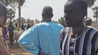 During the final counting of dowry for Makuac Mabor Chuot Chep [upl. by Radley]