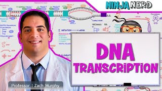 Cell Biology  DNA Transcription 🧬 [upl. by Tracee]