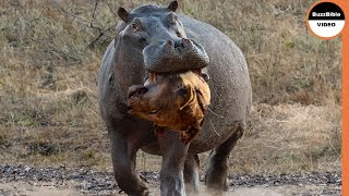 Hippo Grabs The Lions Head As Revenge For the Loss of His Mother [upl. by Rudyard811]