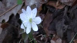 Rue Anemone Thalictrum thalictroides [upl. by Lavine718]