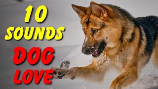 10 SOUNDS Dogs LOVE To Hear The Most [upl. by Omora]