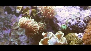 Beneath the Surface  Threatened Marine Ecosystems [upl. by Noivaz718]