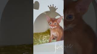 Abyssinian kitten 😻shots abyssinian kitten aby cat iloveyou catlover iloveyoubaby love e [upl. by Thorman]