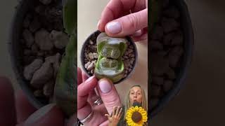 LITHOPS conocida como piedras vivas [upl. by Hayse870]