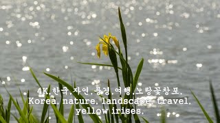 4K한국자연풍경여행노랑꽃창포Korea nature landscape travel yellow irises [upl. by Chelsie]