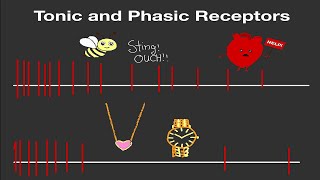 Physiology Tonic and Phasic Receptors Made Easy [upl. by Georgianne]