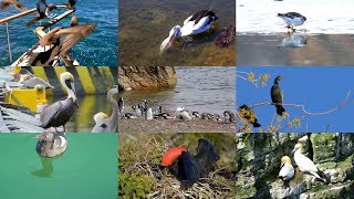 Seabirds for Children – Sea animals – English Paradise Kids Fun amp Educational Learning Video [upl. by Eboj]