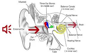 What is a Glomus Tympanicum [upl. by Ntisuj]