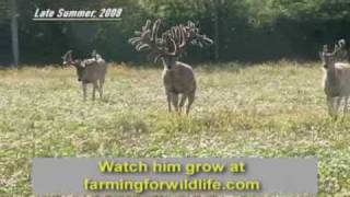 World Record Buck Largest Whitetail EVER [upl. by Albarran]