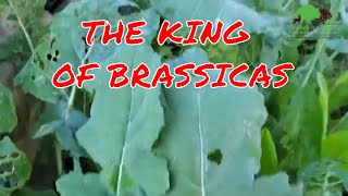 WHAT ARE THE VERY BEST BRASSICAS TO PLANT FOR DEER [upl. by Safir]