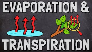 Evaporation and Transpiration [upl. by Atnek]