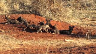 African Wild Dogs with Puppies  Madikwe Reserve South Africa [upl. by Areis]