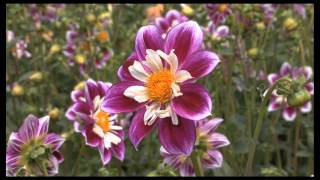 Traditional Chinese Music Chinese Flute Performance with Beautiful Flowers [upl. by Stanislaw]