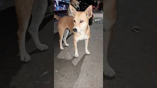 Please help street dogs 🙏🐕shorts short animals dog vairalshort [upl. by Eimmelc]