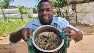 O que acontece se você comer Lagartas🐛 Fui desafiado África Moçambique [upl. by Llecram]