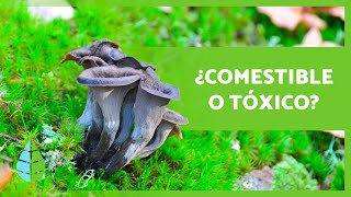 10 HONGOS COMESTIBLES 🍄 ¿Cómo Reconocerlos [upl. by Niad219]