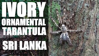 TREE TARANTULAS Sri Lanka [upl. by Ecitsuj861]