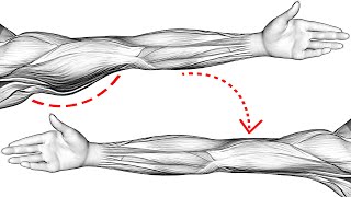 Do This Every Day To Lose Flabby Arms [upl. by Adriana]