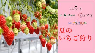 【みやびの里】夏のいちご狩り2024 [upl. by Eiramesor]