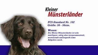 Meister PETz TV  Kleiner Münsterländer [upl. by Vallery66]