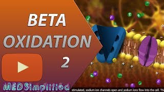 Beta Oxidation of Fatty acids Made Simple Part 2 [upl. by Derrek466]