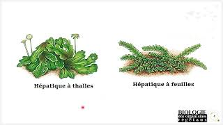 Biologie et reproduction des embryophytes Bryophytes [upl. by Aronek]